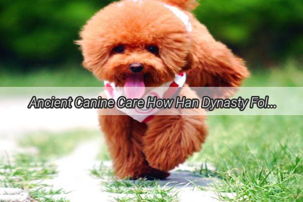 Ancient Canine Care How Han Dynasty Folks Nurtured Mans Best Friend